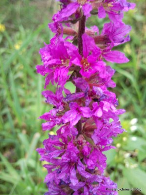 SNC01043.JPG