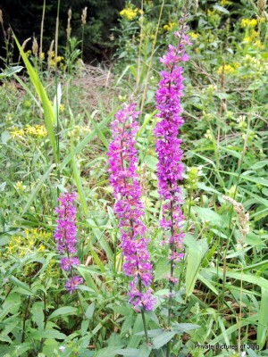 SNC01040.JPG