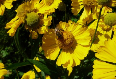 Sonnenbraut gelb.JPG