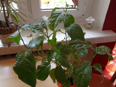 SDC14475.JPG