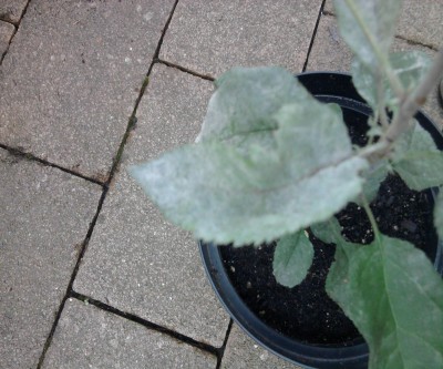 Foto1.jpg