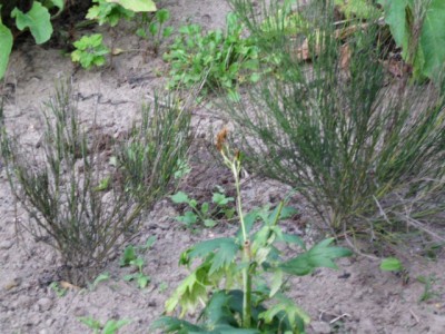 sandboden 004.JPG