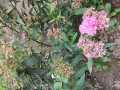 DSCF0272.JPG