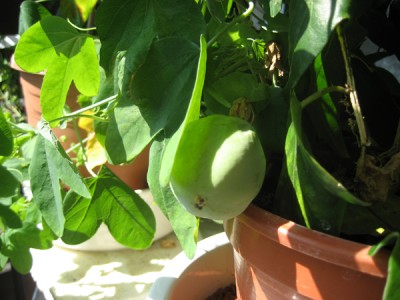 Frucht2.jpg