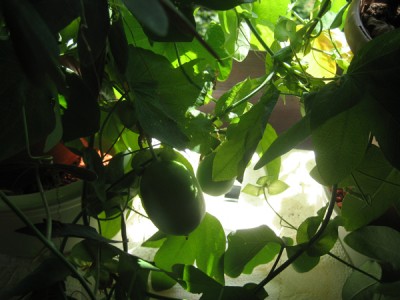 Frucht1.jpg