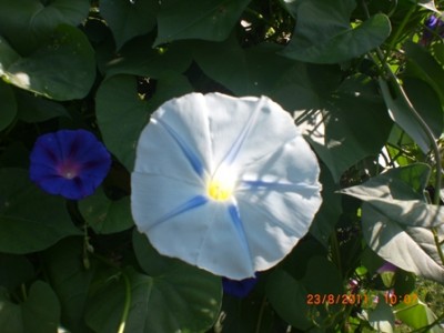 Himmelblau.jpg