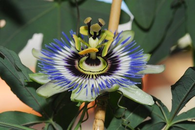 dsc_7853_P_caerulea.jpg