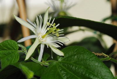 dsc_7851_P_capsularis.jpg