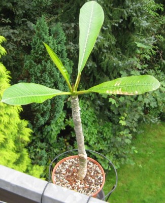 Plumi am 24.08.2011 Bild 2.JPG