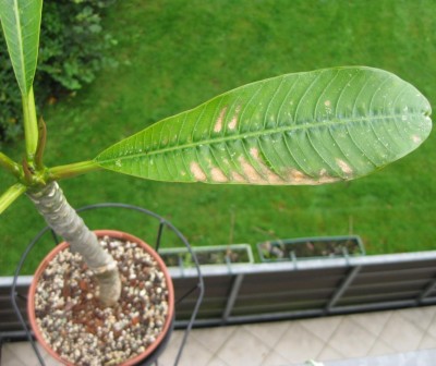 Plumi am 24.08.2011.JPG