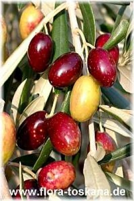 olea_europaea_frantoio_fruechte_-_digi.jpg