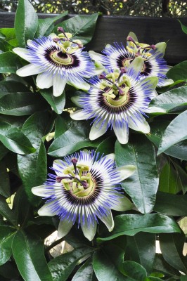 a (1) (1328x2000).jpg