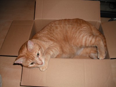 Kater im Karton.jpg