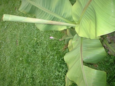 DSCF0117.JPG