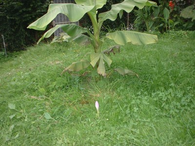 DSCF0116.JPG