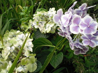 Hortensie 25.08..jpg