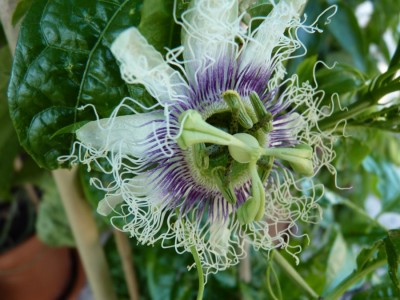 edulis blüte.jpg