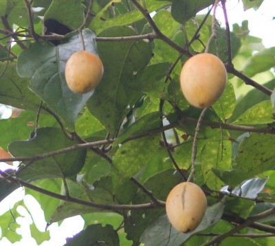 64. Unbekannter Baum, IMG_5508.JPG