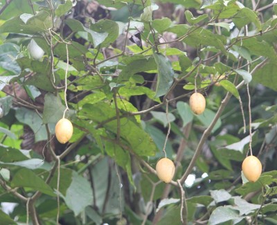 64. Unbekannter Baum, IMG_5496.JPG