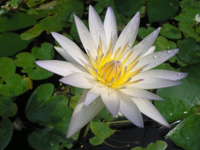 SEEROSE.JPG