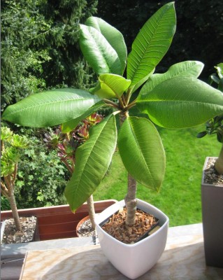 gesunde Plumi 26.08.2011.JPG