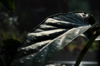 a (7) (2000x1328).jpg