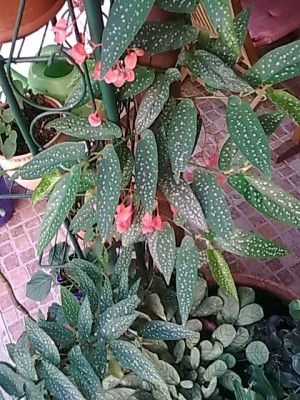 ..Begonia...JPG