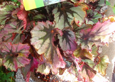 Begonia rex Hybride 'Nordic Glacier' - 001.jpg