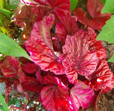 Begonia rex Hybride 'Inca Fire' - 001.jpg