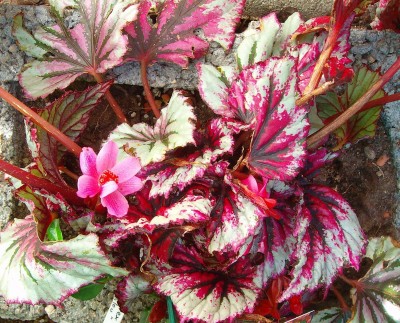 Begonia rex Hybride 'Evening Glow' - 003.jpg
