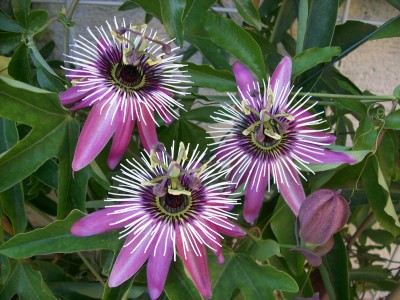 Violacea_25.08.11.jpg