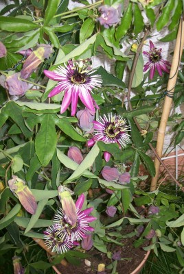 Violacea_25.08.11_2.jpg