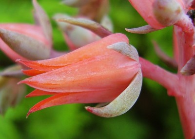Echeveria 2009-272 (5).jpg