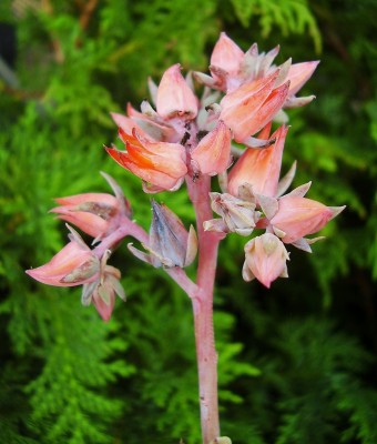 Echeveria 2009-272 (4).jpg