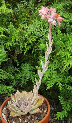 Echeveria 2009-272 (3).jpg