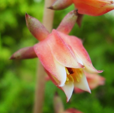 Echeveria nodulosa 2009-254 (8).jpg
