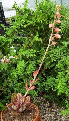 Echeveria nodulosa 2009-254 (5).jpg