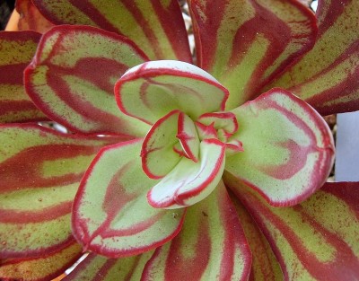 Echeveria nodulosa 2009-254 (3).jpg