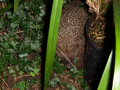 14.08.2007 21-16-18_0078aaaa.jpg