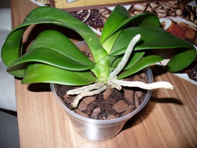 P1030084 (800x600).jpg