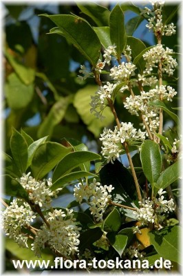 osmanthus_fragrans_17_-_090906.jpg