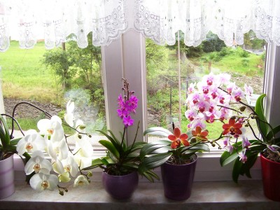orchifenster.jpg