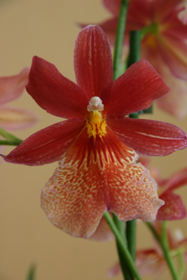 IMG_5506.png