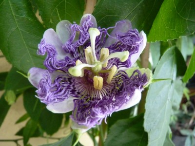 incarnata zerknautscht.jpg
