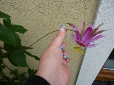 ariane - hand.jpg