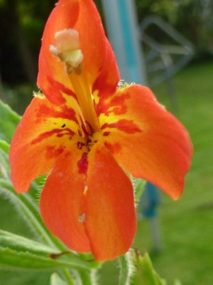 076 (480x640) - Kopie.jpg