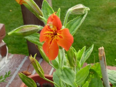 071 - Kopie (640x480) (2) - Kopie.jpg