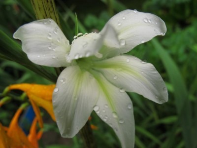 eine weiße Montbretie.JPG