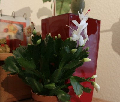 IMG_3357.JPG