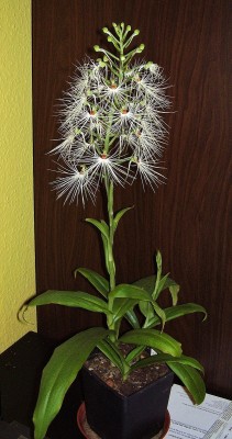 Habenaria myriotricha (9).jpg